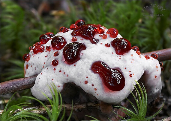 这是血牙真菌的一类，像不像草莓奶昔
