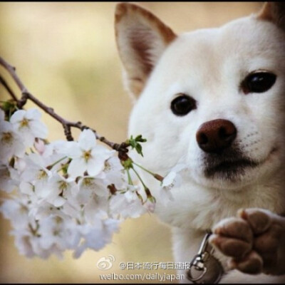 【爱萌犬】赏花＆柴犬...