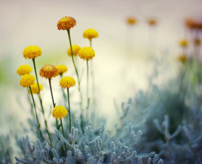 海底的花花草草，有木有，