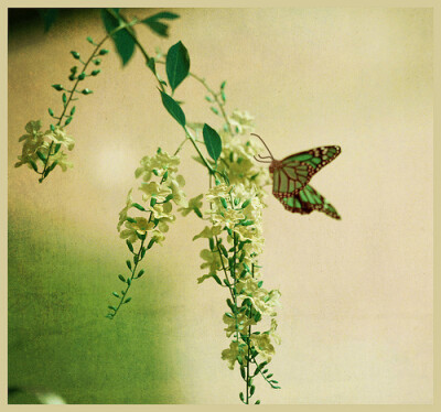 绿色，活力。生机！！