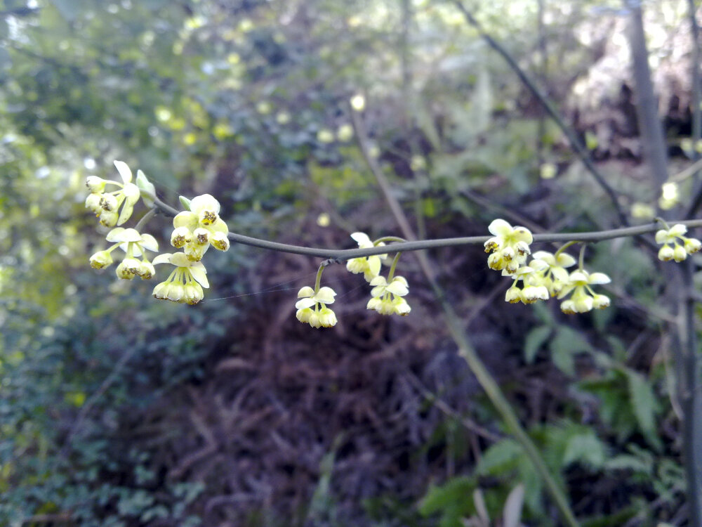 扫墓时看到这花，黄色，小小朵，老家叫做“木姜子”（音），结的籽可以入菜入药等。