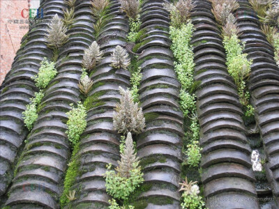 瓦松，为景天科植物瓦松或晚红瓦松等的全草，广泛分布在深山向阳坡面，岩石隙间，古老屋瓦缝中也有生长，耐旱耐寒。具备清热解毒，止血，利湿，消肿，治吐血，鼻衄，血痢，肝炎，疟疾，热淋，痔疮，湿疹，痈毒，疔疮…