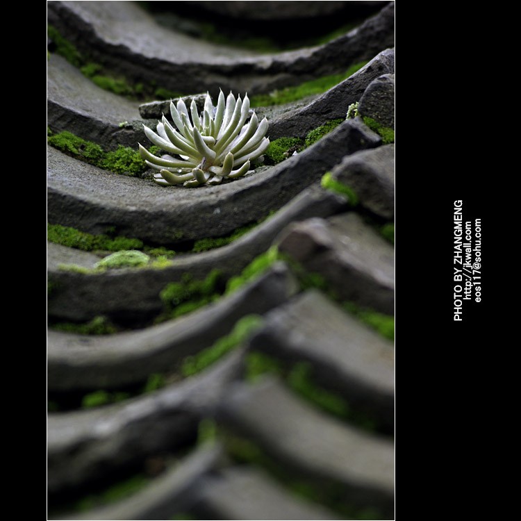 景天科瓦松属东西也不少的。 钝叶瓦松＼黄花瓦松＼狼爪瓦松＼塔花瓦松＼瓦松 ＼晚红瓦松＼狭穗瓦松 ＼小苞瓦松＼小瓦松＼有边瓦松