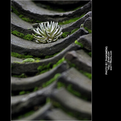 景天科瓦松属东西也不少的。 钝叶瓦松＼黄花瓦松＼狼爪瓦松＼塔花瓦松＼瓦松 ＼晚红瓦松＼狭穗瓦松 ＼小苞瓦松＼小瓦松＼有边瓦松