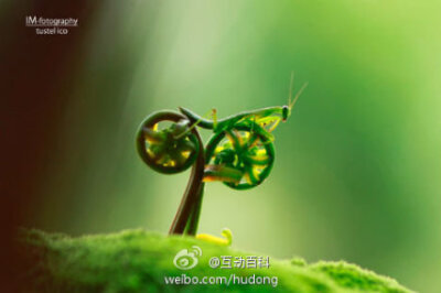 【自然梦幻微距图像】一只螳螂跨坐在两个萌芽叶片上，看上去就像骑着一辆自行车，样子非常滑稽。这张照片是由婆罗洲摄影师图斯泰尔-艾科(Tustel Ico)拍摄的。