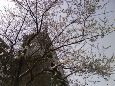 他朝两忘烟水里