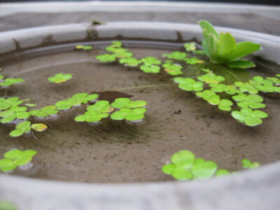 他朝两忘烟水里
