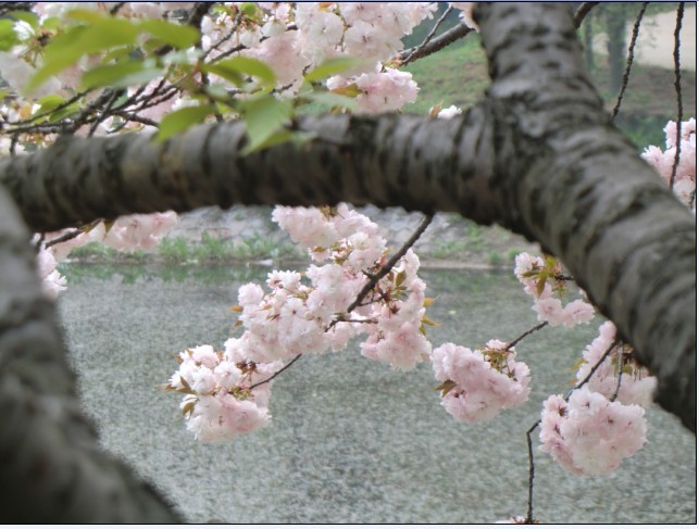 樱花