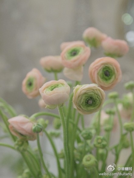 花毛茛（学名：Ranunculus asiaticus）又称芹菜花、波斯毛茛，昆明地区俗称“洋牡丹”，是毛茛科花毛茛属多年生宿根草本花卉。花毛茛原产于地中海沿岸，法国、以色列等欧洲国家已广泛种植，目前世界各国均有栽培.