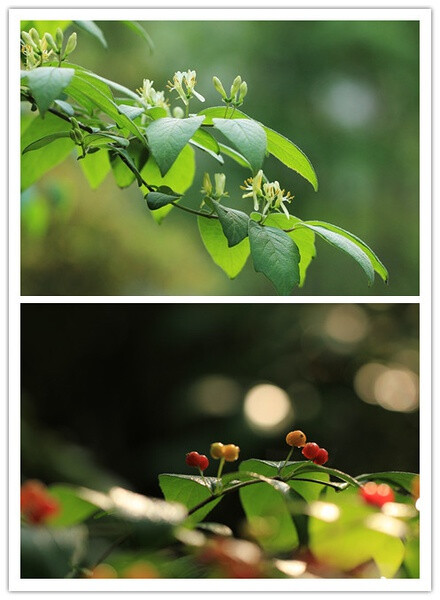 小叶忍冬，忍冬科。灌木，花柄长，花的形状看起来更清爽。花是白色的，果子朱红色的。不能吃！！！