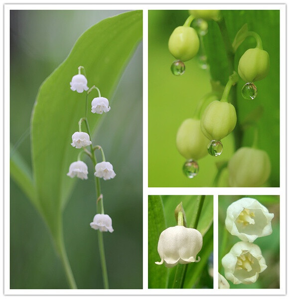 铃兰，百合科。铃兰的花其实很小，只有豆粒大，不过凑近闻挺香的。它长在树林里，看起来不喜欢强光的样子，一般只长两片叶子。顺便说，铃兰有剧毒，有时有把幼苗当成野菜吃了中毒了的。