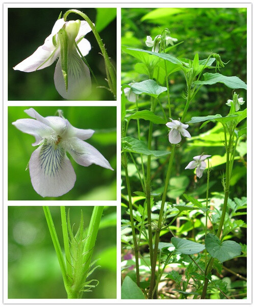 鸡腿堇菜，堇菜科。个子比其他堇菜都高，花也小一点，有时候是白色，也有时候淡紫罗兰色。“鸡腿”这个囧名据说是因为它的托叶（左下）像鸡腿上的毛