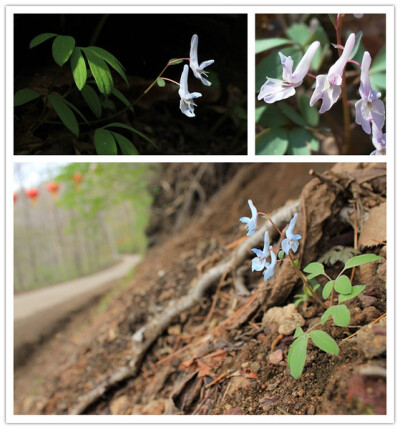 角瓣延胡索 罂粟科。角瓣延胡索的颜色更浅，花梗也细得像丝。它的花瓣两侧各支出一片角状物。也有些个体的颜色接近于紫罗兰色。