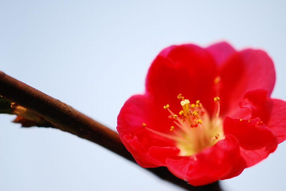 人面桃花相映红 万千繁华 我只要你这一朵倾城便是足够