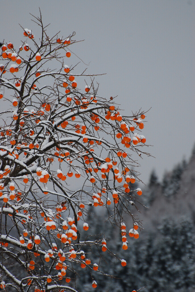 Persimmon 柿子树