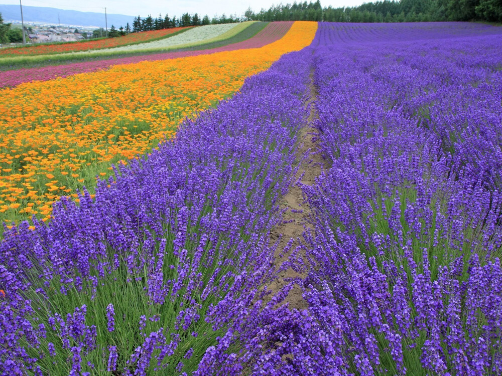 Hokkaido