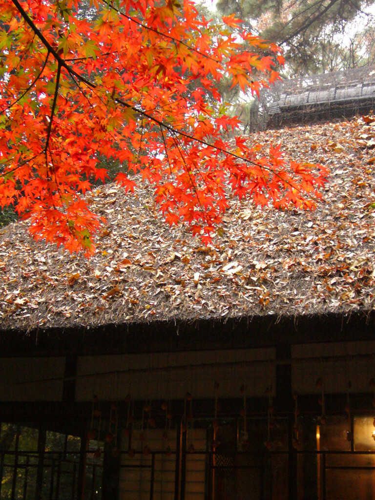 芦花公園に@Kyoto