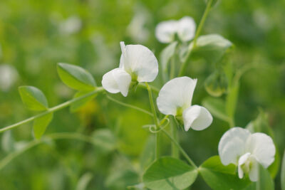 小清新の豌豆花❀