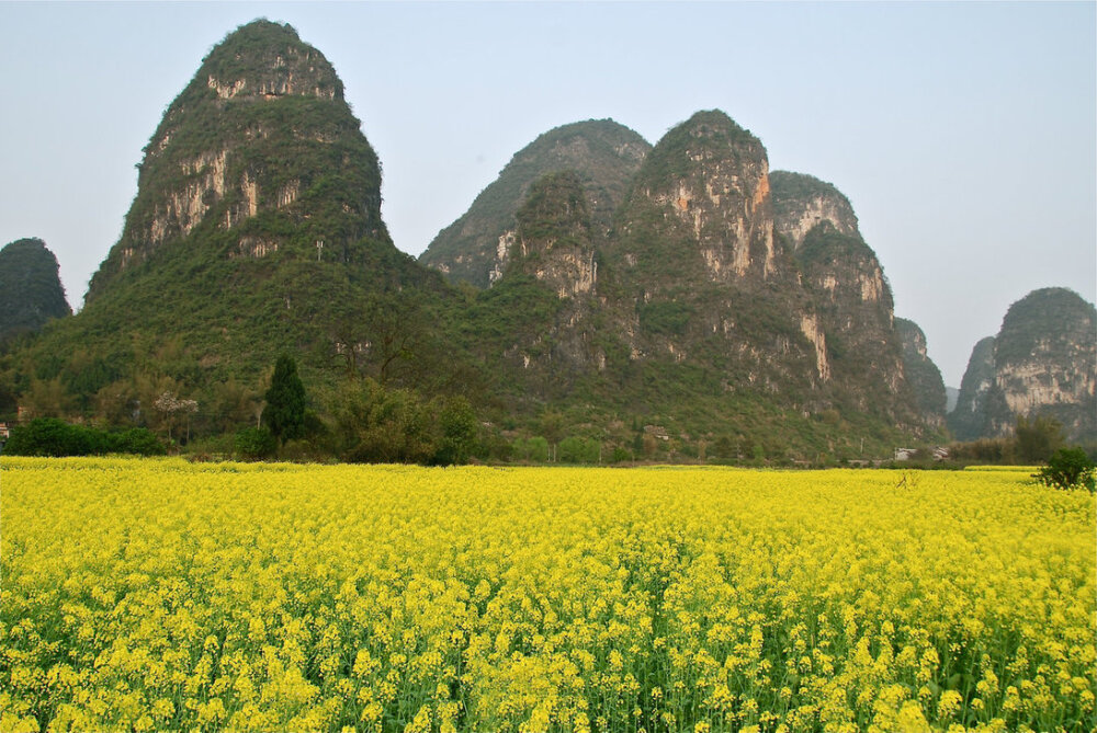 阳朔油菜花