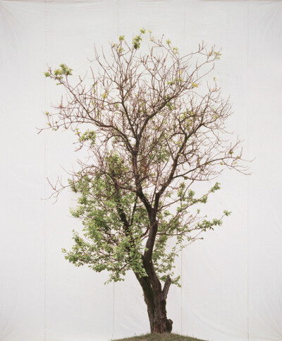 或许在摄影师的眼里，一棵树就是一片森林。在开阔的场地上以一块白色大帆布作为背景，摄影师创作了整组以树为题材的超现实主义作品，拍摄对象与拍摄环境分开，给观赏者造成一种介于“真树”和“画中树”之间的错觉。…