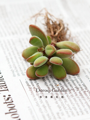 Crassula rogersii f.variegata 学名：Crassula rogersii f.variegata(若歌诗) 属名：青锁龙属 科名：景天科 厚实小巧的叶片上布满了白色绒毛， <br />在冬春季节阳光充足的条件下， <br />呈现美丽的红色。 <br />春秋生长季节土干透再浇透水， <br />夏天要减少浇水，保持盆土微干， <br />并且避免暴晒。冬季放在室内向阳处。