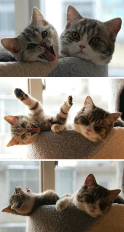 旁边那个二货我不认识它我不认识它~