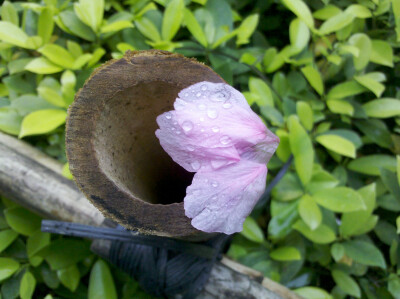 樱花花瓣~~~柳侯公园