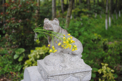 春天来了，小猪也要吃嫩嫩的小花儿~~~