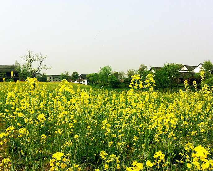 4月，杭州西溪美景2