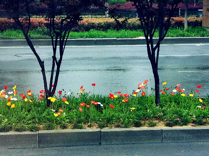 4月，杭州，马路边的春天