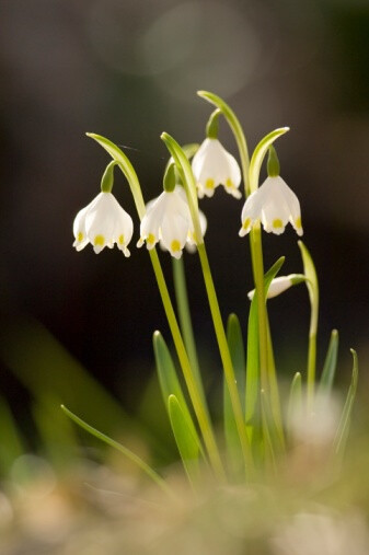 Leucojum vernale 春雪片莲