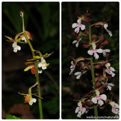 钩距虾脊兰（Calanthe graciliflora）、虾脊兰（Calanthe discolor）