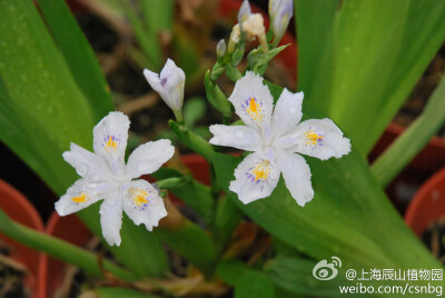 蝴蝶花Iris japonica是上海地区最常见，也是最早开花的鸢尾科植物，也是一种民间常见的中草药，消肿止痛、清热解毒。