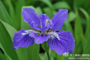 Iris tectorum鸢尾是Iridaceae鸢尾科鸢尾属的植物，鸢尾属原种约280种，加上亚种、变型、杂交种，目前总计有70000多种。庞大的鸢尾家族足可以媲美兰花、月季等古老的观赏花卉类群。