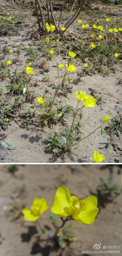 紫堇科角茴香（Hypecoum erectum）