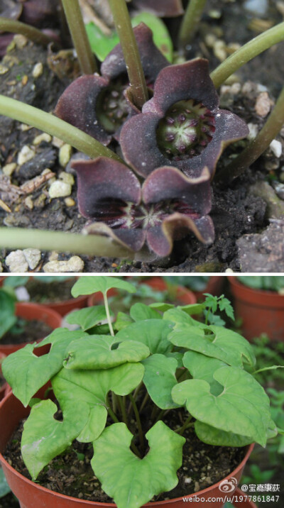 细辛Asarum sieboldii，中药，单独使用细辛是三分到一钱，“细辛不过钱”就这意思，过了就挂了。