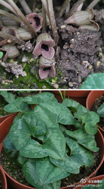 杜衡Asarum forbesii，常用中藥