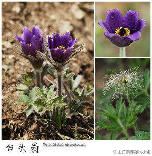 白头翁，毛茛科，白头翁属。明明没有白头啊？为什么会叫白头翁。其实，白头翁开花很像郁金香的感觉，在山野间见到，会觉得很惊艳。在花期过后，它的果实聚集在一起，那才真的像是白头老翁啦。白头翁生长在低山，金山、松山都能见到。（北京野花№031，4月14日，摄影@天冬 ）