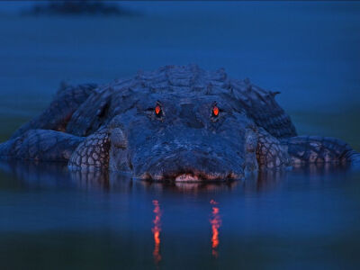 Photo: A night shot of an alligator in a Florida state park