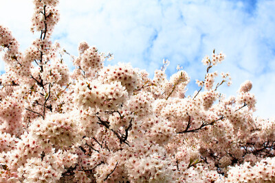 QE Park，2012 ，Vancouver