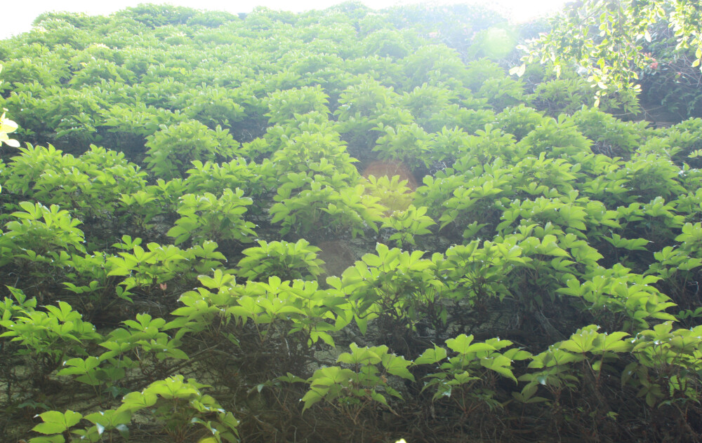 厦门 。鼓浪屿康泰路151号 福州大学厦门工艺美术学院 爬山虎楼 这栋楼陪伴我度过了大学时光，虽然现在变为男生宿舍了~~~值得以后回忆！其实他春、夏、秋、冬都有不同的味道，都很喜欢，这张是前一阵子拍摄的，仰视的的感觉很是喜欢，像威廉古堡版的老建筑~~~~~