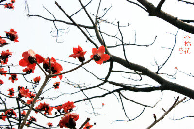 厦门 。鼓浪屿康泰路151号 福州大学厦门工艺美术学院 宿舍前的木棉花，春天开的很开心~~前几天拍的，今天厦门下雨了，木棉花掉了好多，散落在地上的也NICE！今年大四，马上就要毕业了，这个活动刚好碰到~~~以后会有…