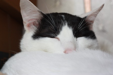 猫头海绵蛋糕…