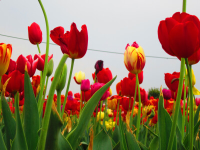 春景赏花