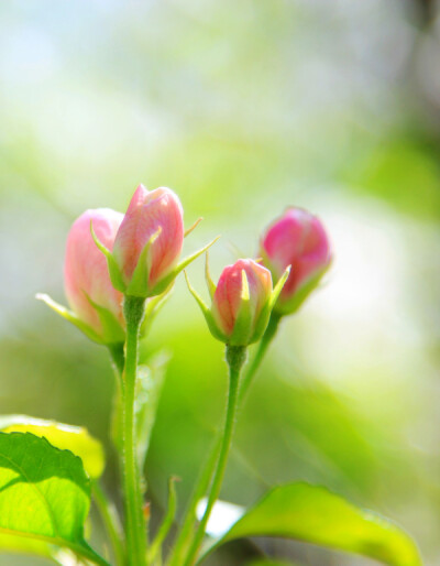 粉粉的花蕾，充满了春天的气息。