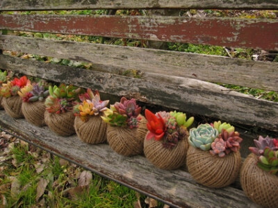 succulents planted in balls of twine!