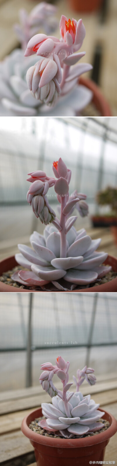 【雪莲】Echeveria laui 为景天科拟石莲花属多肉植物。