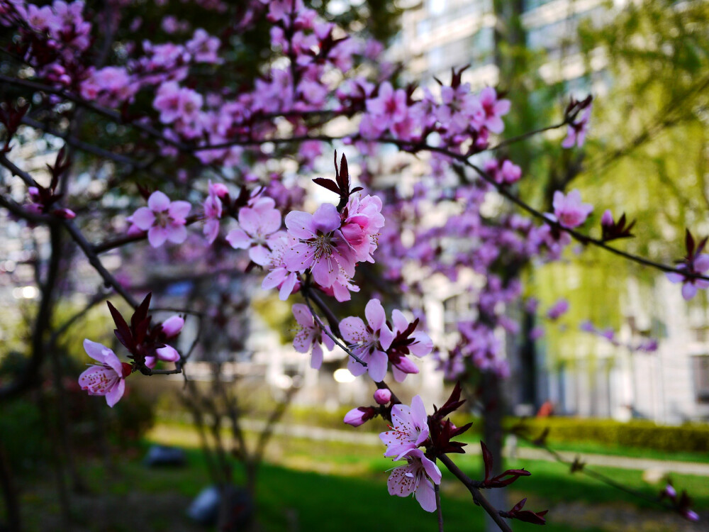 又是桃花