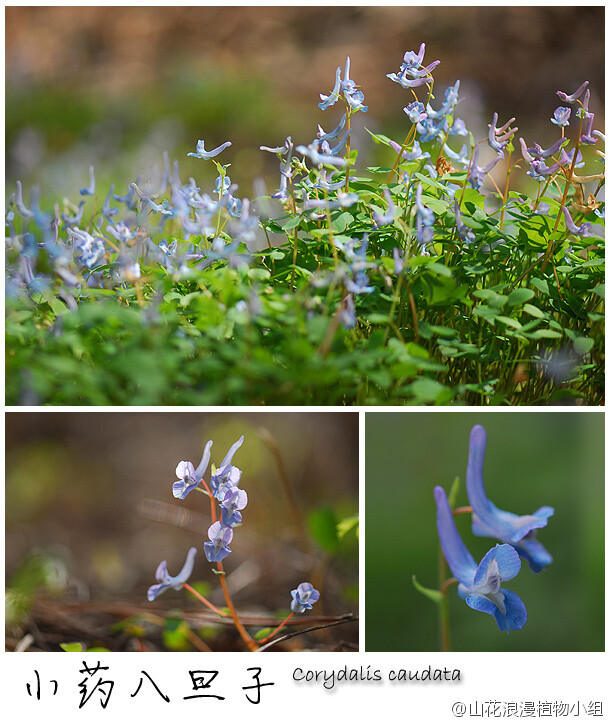 小药八旦子，罂粟科，紫堇属。这些晶莹剔透的小花成片生长在树林之下，从旁边走过不经意看到，你会惊呼自然的奇妙。它们依靠蚂蚁搬运种子传播，所以会生长成一大片。看小药八旦子最适宜的地方莫过于香山公园啦，中科院植物所植物园也能见到一些。（北京野花№034，4月17日，摄影@天冬 ）