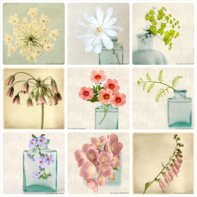 春天已至，陌上花开，在美国摄影师Allison Trentelman的镜头下的一花一草，都充满了诗意，让人心旷神怡。